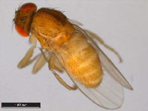  (Drosophila pegasa - 15081-1398.01)  @11 [ ] CreativeCommons - Attribution Non-Commercial Share-Alike (2011) ANIC/BIO Photography Group ANIC/Centre for Biodiversity Genomics