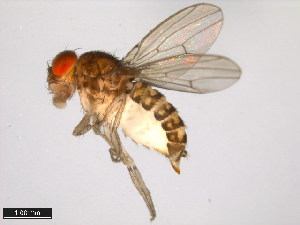  (Drosophila richardsoni - 15081-1421.02)  @11 [ ] CreativeCommons - Attribution Non-Commercial Share-Alike (2011) ANIC/BIO Photography Group ANIC/Centre for Biodiversity Genomics