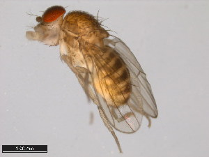  (Drosophila wheeleri - 15081-1501.12)  @11 [ ] CreativeCommons - Attribution Non-Commercial Share-Alike (2011) ANIC/BIO Photography Group ANIC/Centre for Biodiversity Genomics