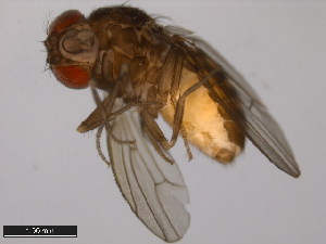  ( - 15084-1611.05)  @11 [ ] CreativeCommons - Attribution Non-Commercial Share-Alike (2011) ANIC/BIO Photography Group ANIC/Centre for Biodiversity Genomics