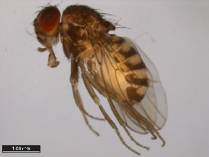  ( - 15084-1611.06)  @11 [ ] CreativeCommons - Attribution Non-Commercial Share-Alike (2011) ANIC/BIO Photography Group ANIC/Centre for Biodiversity Genomics