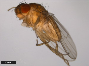  (Drosophila bifurca - 15085-1621.00)  @11 [ ] CreativeCommons - Attribution Non-Commercial Share-Alike (2011) ANIC/BIO Photography Group ANIC/Centre for Biodiversity Genomics