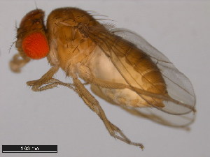  (Drosophila bromeliae - 15085-1682.00)  @11 [ ] CreativeCommons - Attribution Non-Commercial Share-Alike (2011) ANIC/BIO Photography Group ANIC/Centre for Biodiversity Genomics