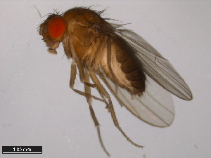  (Drosophila daruma - 15100-0120.00)  @11 [ ] CreativeCommons - Attribution Non-Commercial Share-Alike (2011) ANIC/BIO Photography Group ANIC/Centre for Biodiversity Genomics