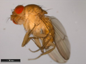  ( - 15111-1731.06)  @11 [ ] CreativeCommons - Attribution Non-Commercial Share-Alike (2011) ANIC/BIO Photography Group ANIC/Centre for Biodiversity Genomics