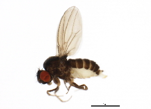  (Drosophila tsukubaensis - 14011-0161.01)  @11 [ ] CreativeCommons - Attribution Non-Commercial Share-Alike (2010) CBG Photography Group Centre for Biodiversity Genomics