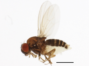  (Drosophila imaii - 14013-1021.00)  @11 [ ] CreativeCommons - Attribution Non-Commercial Share-Alike (2010) CBG Photography Group Centre for Biodiversity Genomics