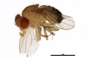  (Drosophila mauritiana - 14021-0241.150)  @11 [ ] CreativeCommons - Attribution Non-Commercial Share-Alike (2010) CBG Photography Group Centre for Biodiversity Genomics