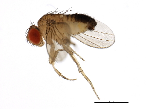  (Drosophila sechellia - 14021-0248.27)  @11 [ ] CreativeCommons - Attribution Non-Commercial Share-Alike (2010) CBG Photography Group Centre for Biodiversity Genomics