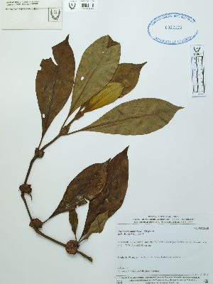  (Psychotria aubletiana - UDBC-BSDATA-051)  @11 [ ] CreativeCommons - Attribution Non-Commercial Share-Alike (2013) Herbario Forestal UDBC Herbario Forestal UDBC - Universidad Distrital Francisco José de Caldas