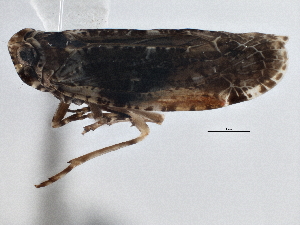  (Catonia - CCDB-21319-F05)  @11 [ ] CreativeCommons - Attribution (2013) CBG Photography Group Centre for Biodiversity Genomics