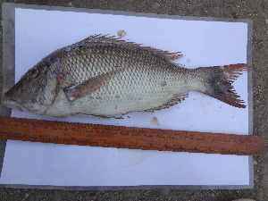  ( - Leth1)  @11 [ ] Copyright (2014) Smit R Lende College of Fisheries, JAU, Veraval