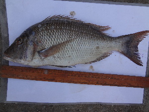  ( - Leth2)  @11 [ ] Copyright (2014) Smit R Lende College of Fisheries, JAU, Veraval