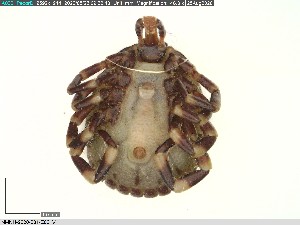  ( - NMNH-2020-031-E06)  @11 [ ] No Rights Reserved (2020) Yvonne Linton Smithsonian Institution National Museum of Natural History