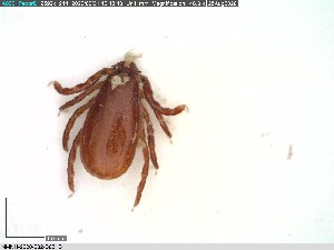  (Haemaphysalis sp. Uganda2-2019 - NMNH-2020-032-B03)  @11 [ ] No Rights Reserved (2020) Yvonne Linton Smithsonian Institution National Museum of Natural History