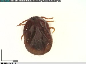  ( - NMNH-2020-032-E01)  @11 [ ] No Rights Reserved (2020) Yvonne Linton Smithsonian Institution National Museum of Natural History