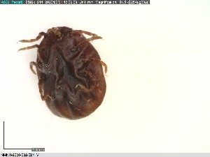  ( - NMNH-2020-032-E01)  @11 [ ] No Rights Reserved (2020) Yvonne Linton Smithsonian Institution National Museum of Natural History