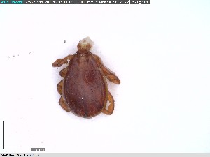  ( - NMNH-2020-033-B08)  @11 [ ] No Rights Reserved (2020) Yvonne Linton Smithsonian Institution National Museum of Natural History