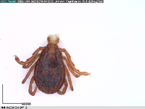  ( - NMNH-2020-033-D07)  @11 [ ] No Rights Reserved (2020) Yvonne Linton Smithsonian Institution National Museum of Natural History