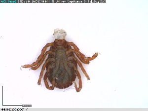  ( - NMNH-2020-033-D07)  @11 [ ] No Rights Reserved (2020) Yvonne Linton Smithsonian Institution National Museum of Natural History