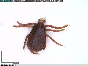  ( - NMNH-2020-033-E07)  @11 [ ] No Rights Reserved (2020) Yvonne Linton Smithsonian Institution National Museum of Natural History