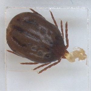  (Haemaphysalis elliptica - NMNH-2023-037-F06)  @11 [ ] No Rights Reserved (2023) Yvonne Linton Smithsonian Institution National Museum of Natural History