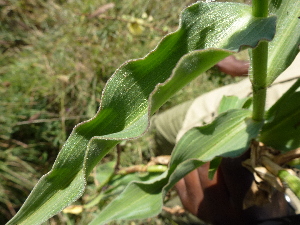  ( - H3_K1212_Aneilema_hockii)  @11 [ ] CreativeCommons - Attribution Non-Commercial Share-Alike (2014) Dr. Robert Pringle Mpala Research Centre