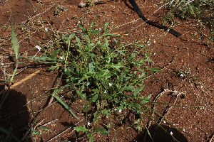  (Oxygonum - C6_K1215_Oxygonium_sp)  @11 [ ] CreativeCommons - Attribution Non-Commercial Share-Alike (2014) Dr. Robert Pringle Mpala Research Centre