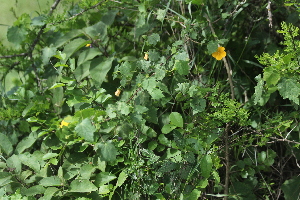  (Pavonia burchellii - H12_K1215_Abutilon_mauritianum)  @11 [ ] CreativeCommons - Attribution Non-Commercial Share-Alike (2014) Dr. Robert Pringle Mpala Research Centre