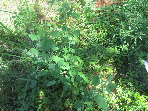  ( - A7_K1214_Chenopodium_sp)  @11 [ ] CreativeCommons - Attribution Non-Commercial Share-Alike (2014) Dr. Robert Pringle Mpala Research Centre