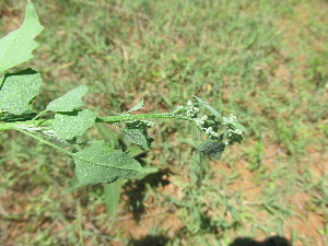  ( - A7_K1214_Chenopodium_sp)  @11 [ ] CreativeCommons - Attribution Non-Commercial Share-Alike (2014) Dr. Robert Pringle Mpala Research Centre