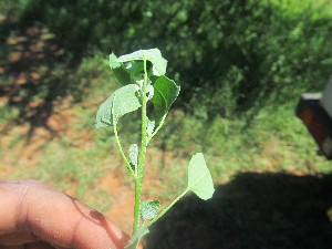  ( - A7_K1214_Chenopodium_sp)  @11 [ ] CreativeCommons - Attribution Non-Commercial Share-Alike (2014) Dr. Robert Pringle Mpala Research Centre