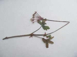  (Pelargonium quinquelobatum - G12_K1214_Unknown_sp)  @11 [ ] CreativeCommons - Attribution Non-Commercial Share-Alike (2014) Dr. Robert Pringle Mpala Research Centre