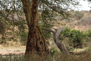  ( - C4_K1207_Acacia_brevispica)  @11 [ ] CreativeCommons - Attribution Non-Commercial Share-Alike (2015) Dr. Robert Pringle Mpala Research Centre