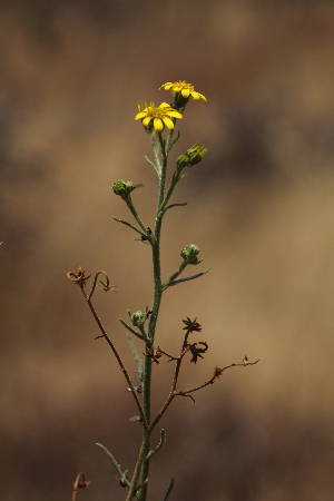  (Osteospermum vaillantii - H5_K1207_Osteospermum_sp)  @11 [ ] CreativeCommons - Attribution Non-Commercial Share-Alike (2015) Dr. Robert Pringle Mpala Research Centre