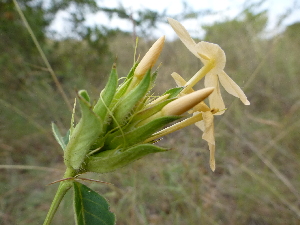  ( - B12_K1216_Barleria_eranthemoides)  @11 [ ] CreativeCommons - Attribution Non-Commercial Share-Alike (2014) Dr. Robert Pringle Mpala Research Centre