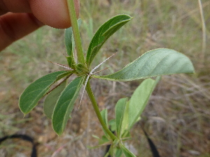  ( - B12_K1216_Barleria_eranthemoides)  @11 [ ] CreativeCommons - Attribution Non-Commercial Share-Alike (2014) Dr. Robert Pringle Mpala Research Centre