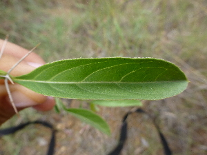  ( - B12_K1216_Barleria_eranthemoides)  @11 [ ] CreativeCommons - Attribution Non-Commercial Share-Alike (2014) Dr. Robert Pringle Mpala Research Centre