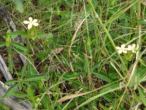  ( - B12_K1216_Barleria_eranthemoides)  @11 [ ] CreativeCommons - Attribution Non-Commercial Share-Alike (2014) Dr. Robert Pringle Mpala Research Centre