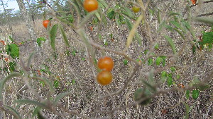  (Solanum lanzae - E11_K1302_Solanum_SKS14-026)  @11 [ ] CreativeCommons - Attribution Non-Commercial Share-Alike (2014) Dr. Tyler Kartzinel Mpala Research Centre