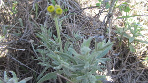  (Helichrysum luteoalbum - D2_K1301_Helichrysum_SKS14-032)  @11 [ ] CreativeCommons - Attribution Non-Commercial Share-Alike (2028) Unspecified Mpala Research Centre