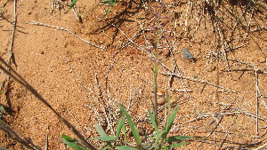  (Leptothrium - G6_K1301_Dinebra_retroflexa)  @11 [ ] CreativeCommons - Attribution Non-Commercial Share-Alike (2265) Unspecified Mpala Research Centre