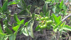  ( - A3_K1302_Jasminum_fluminense)  @11 [ ] CreativeCommons - Attribution Non-Commercial Share-Alike (2014) Dr. Tyler Kartzinel Mpala Research Centre