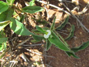  ( - G7_K1302_Commelina_africana)  @11 [ ] CreativeCommons - Attribution Non-Commercial Share-Alike (2077) Unspecified Mpala Research Centre