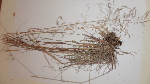  (Eragrostis heteromera - TK1_B6_NMK)  @11 [ ] CreativeCommons - Attribution Non-Commercial Share-Alike (2017) Unspecified Mpala Research Centre