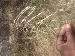  (Leptochloa - TK1_F6_SI)  @11 [ ] CreativeCommons - Attribution Non-Commercial Share-Alike (2017) Unspecified Mpala Research Centre