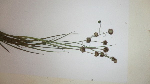  (Juncus oxycarpus - TK1_F11_SI)  @11 [ ] CreativeCommons - Attribution Non-Commercial Share-Alike (2017) Unspecified Mpala Research Centre