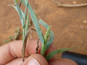  ( - C9_K1216_Digitaria_sp)  @11 [ ] CreativeCommons - Attribution Non-Commercial Share-Alike (2014) Dr. Robert Pringle Mpala Research Centre