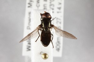  ( - NHMUK012532431)  @11 [ ] CreativeCommons Attribution (by)  The Trustees of the Natural History Museum, London Natural History Museum, London