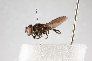  ( - NHMUK012532760)  @11 [ ] CreativeCommons Attribution (by)  The Trustees of the Natural History Museum, London Natural History Museum, London